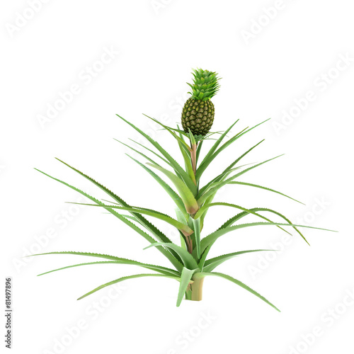 Plant bush isolated. Ananas comosus