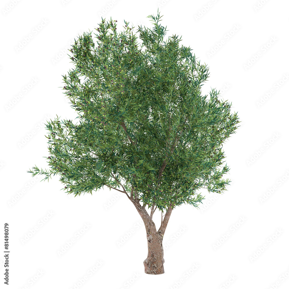 Fototapeta premium Olive Tree isolated. Olea europaea
