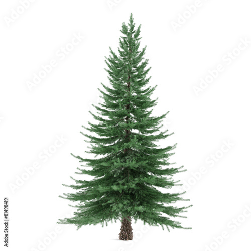 Tree isolated. Picea fir-tree