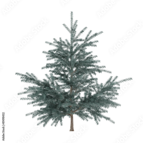 Little pine tree bush isolated. Pinus fir-tree © Flash Vector