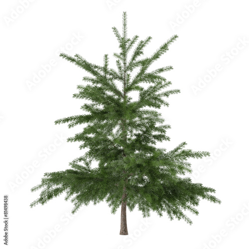 Little pine tree bush isolated. Pinus fir-tree © Flash concept