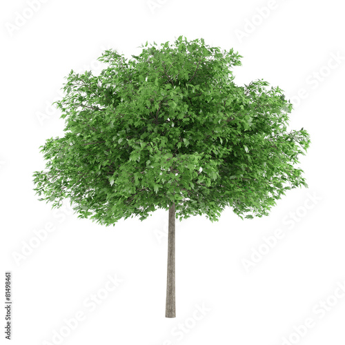 Tree isolated. Robina pseudoacacia