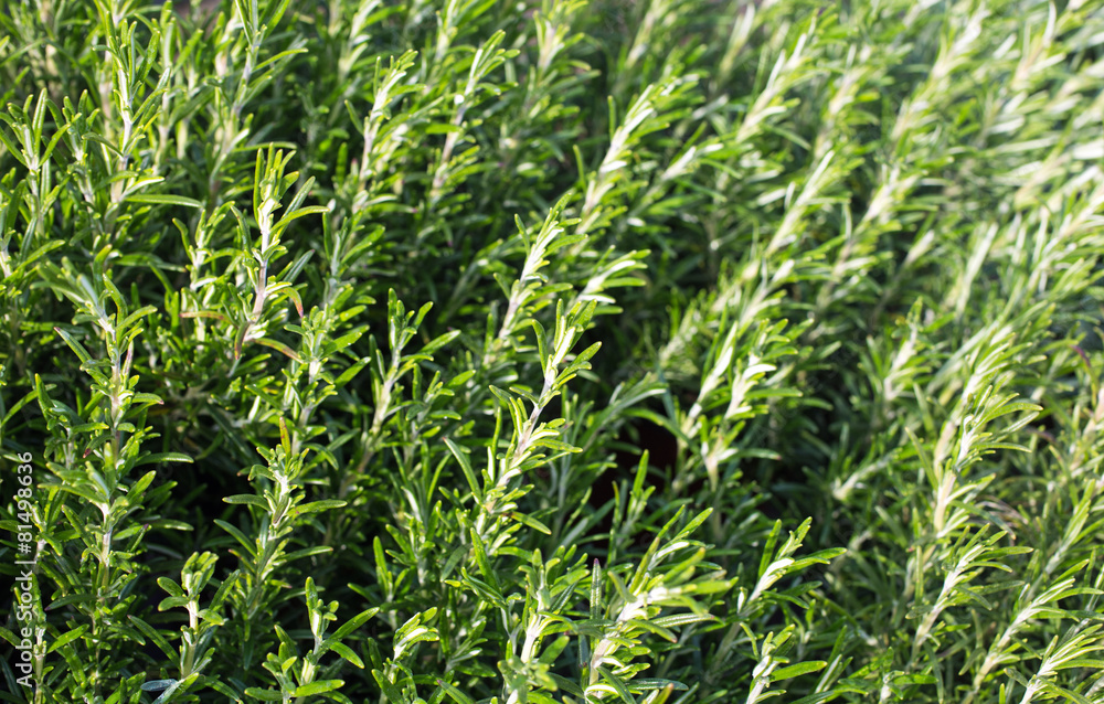 green rosemary leaves in the garden of the restaurant green rosemary leaves in the garden of the restaurant