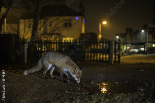 Urban Fox - Vulpes vulpes