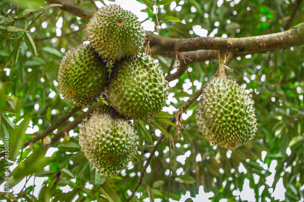 Durian, famous fruit in Thailand Durian, famous fruit in Thailand