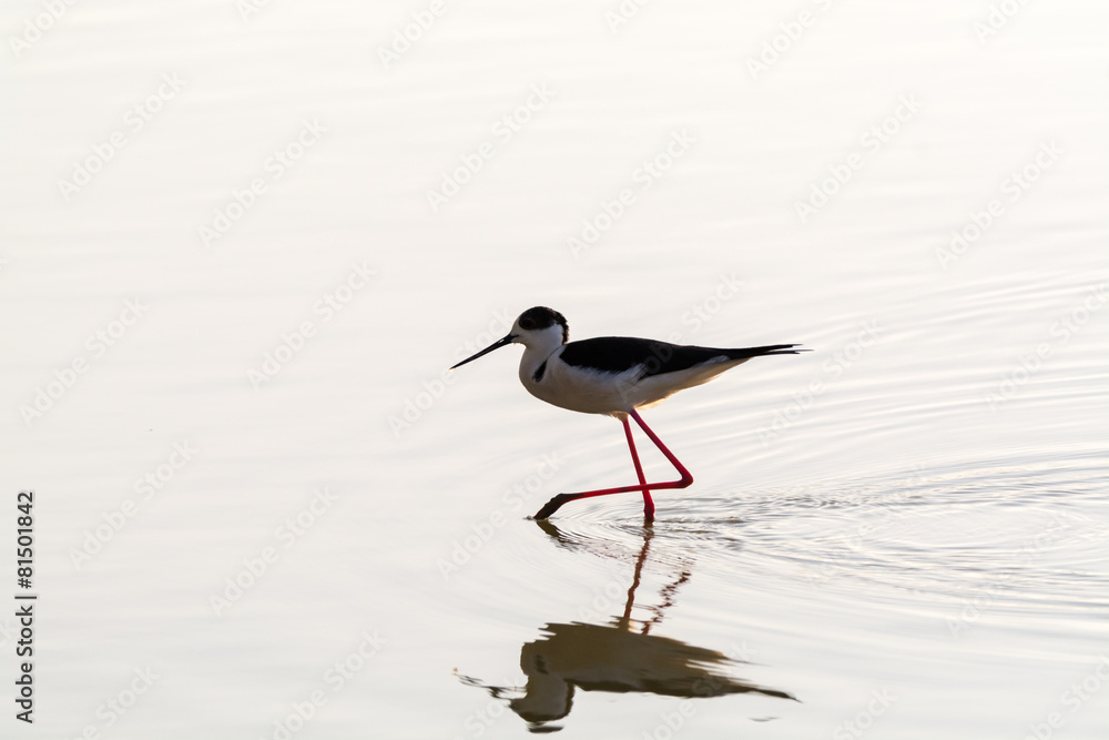 Obraz premium Himantopus himantopus