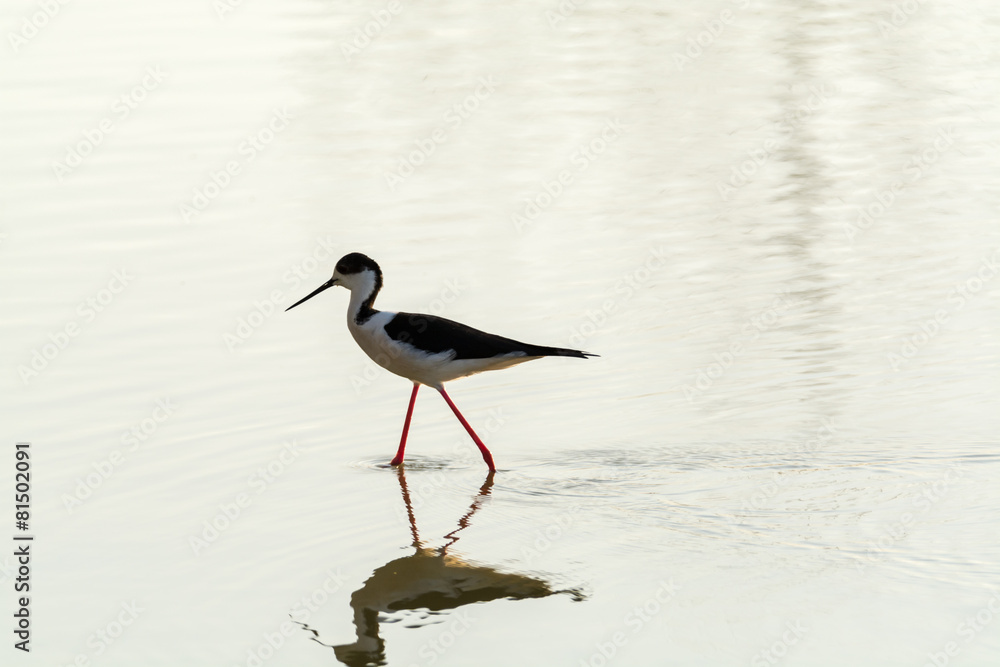 Himantopus himantopus Himantopus himantopus