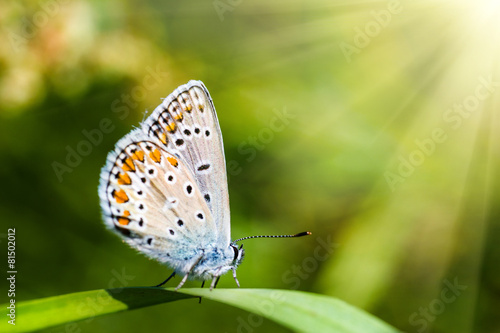 Butterfly on a wild flower. Summer nature background. © vovik_mar