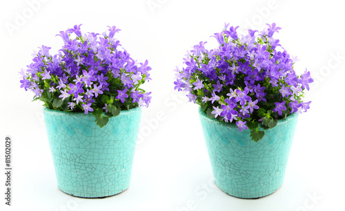 Potted Campanula Portenschlagiana isolated on white background