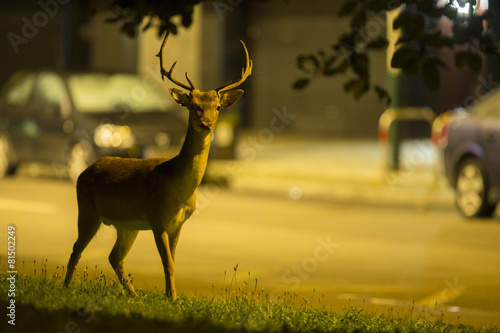 Urban deer - Dama dama
