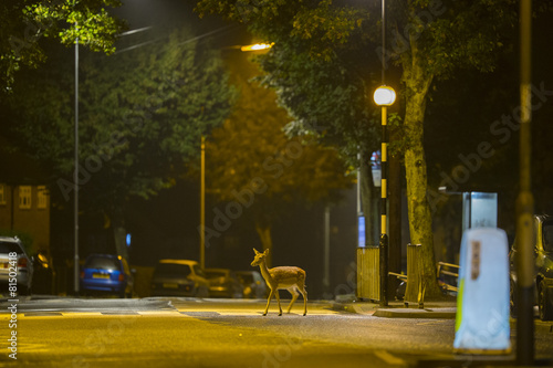 Plakat Urban deer - Dama dama