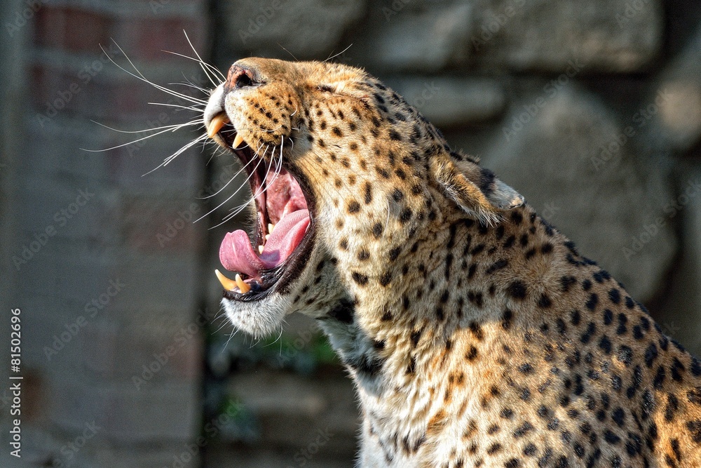 Fototapeta premium Leopardo che sbadiglia