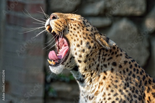 Leopardo che sbadiglia