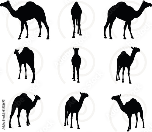 camel in Walking pose