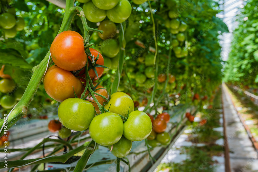 Obraz premium Ripe and unripe tomatoes in a glasshouse