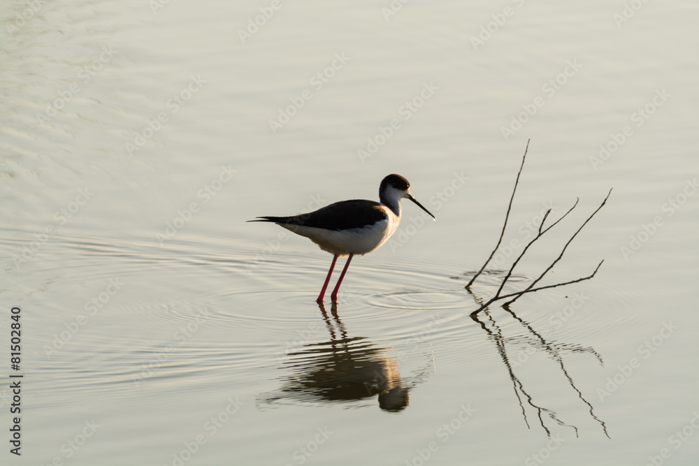 Himantopus himantopus Himantopus himantopus