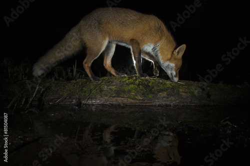 Obraz na płótnie Red Fox - Vulpes ulpes