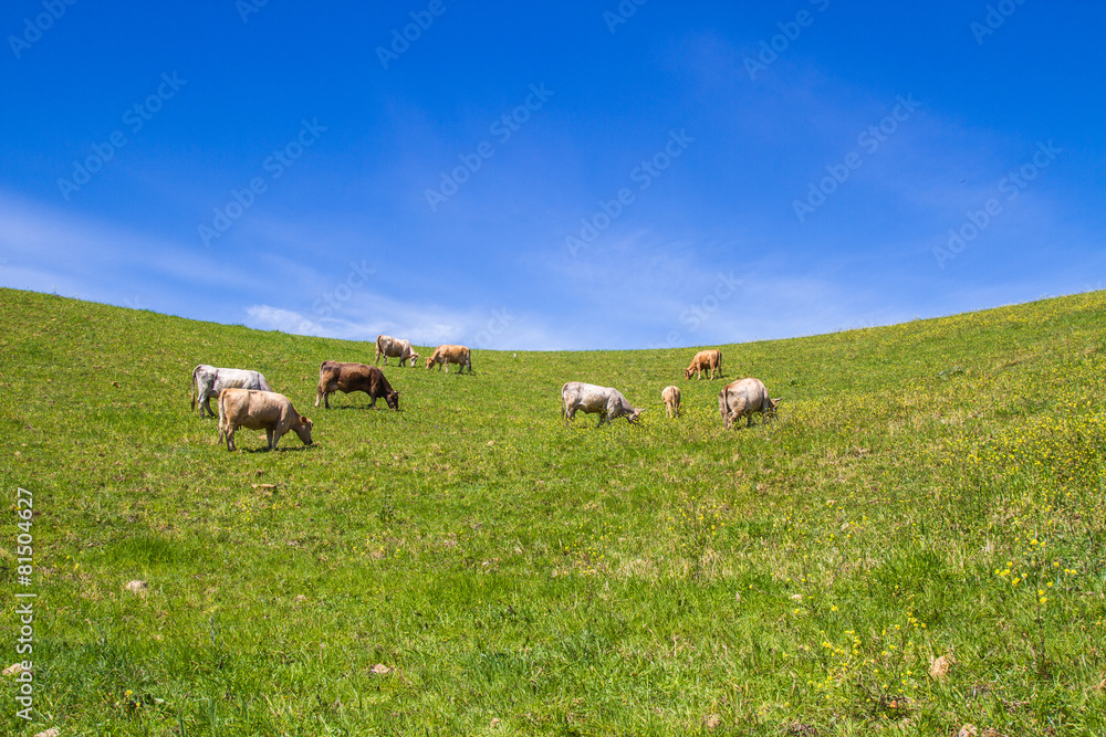 Herd of cows at summer green field in sicily Herd of cows at summer green field in sicily