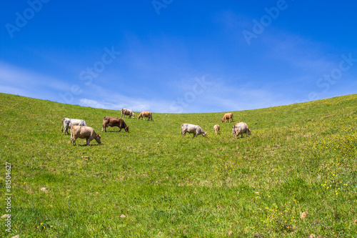 Herd of cows at summer green field in sicily