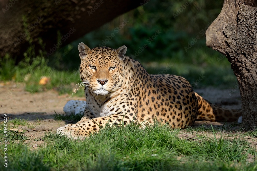 Fototapeta premium Leopardo