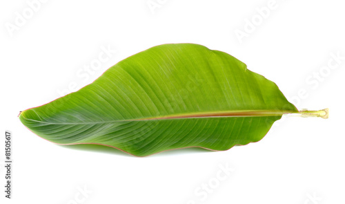 Young banana leaf on white background.