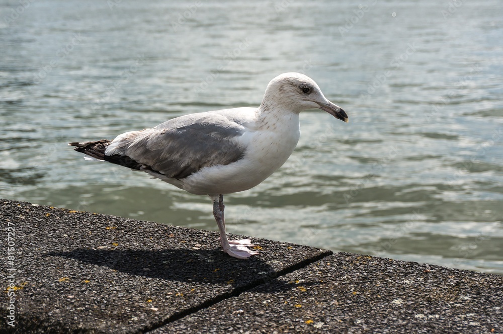 Fototapeta premium Seagull stand by the sea
