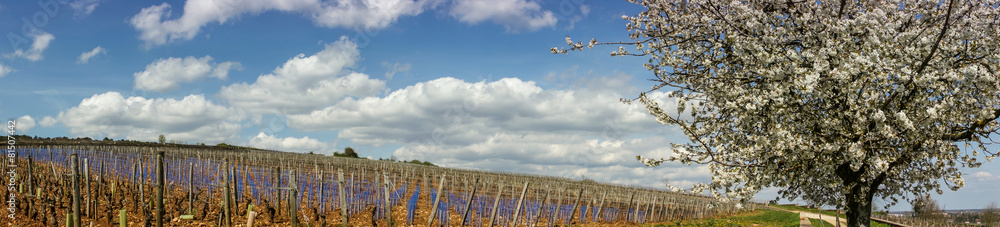 cerisier en fleurs dans les vignes cerisier en fleurs dans les vignes