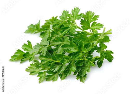 Sweet parsley herbs