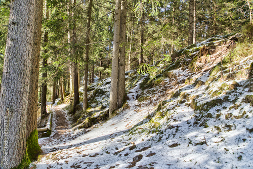Walk path in alpine forest on Dolomites mountains