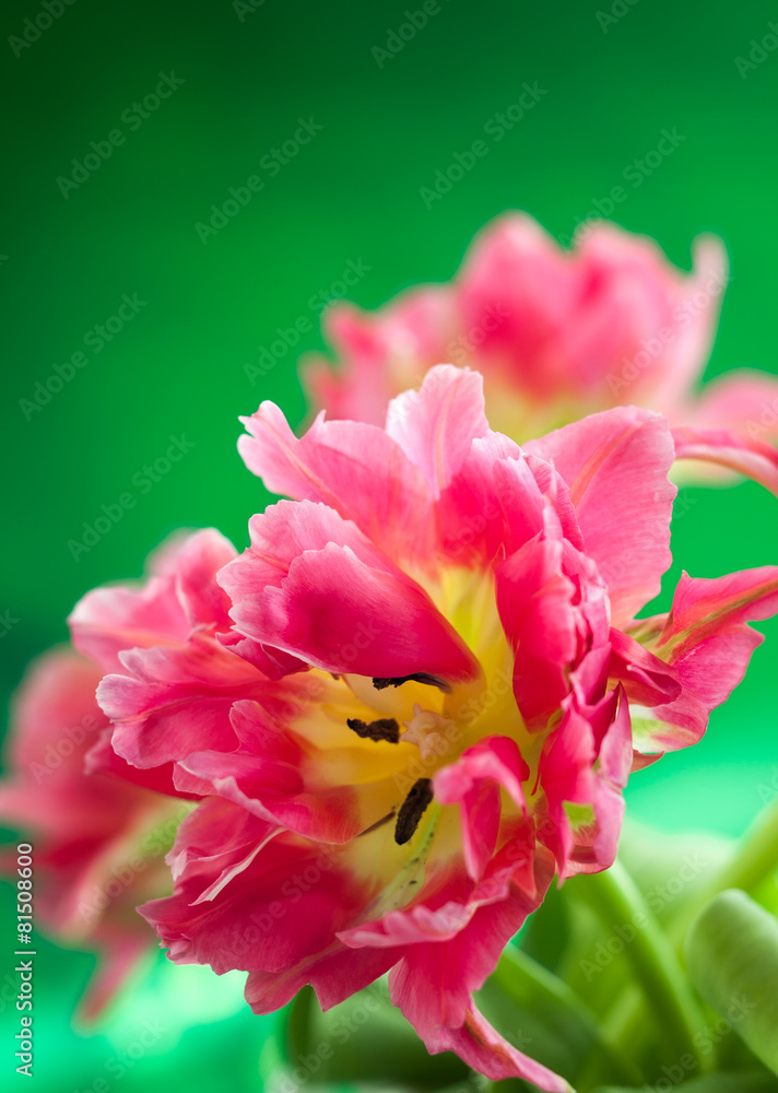 pink double peony tulip