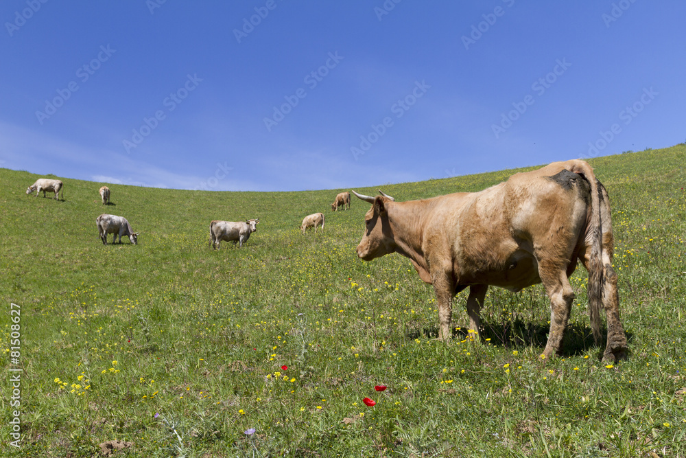 Fototapeta premium Cow profile