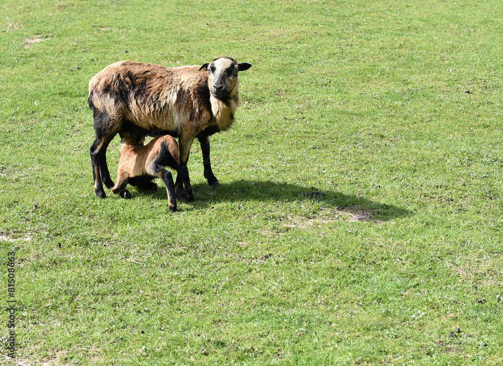 Kamerunlamm säugt