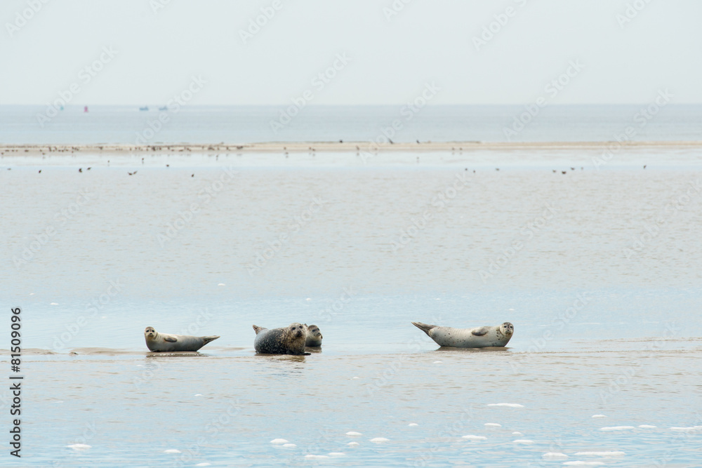 Naklejka premium Seal laying in Dutch wadden sea