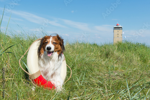 Little brown and white dog photo