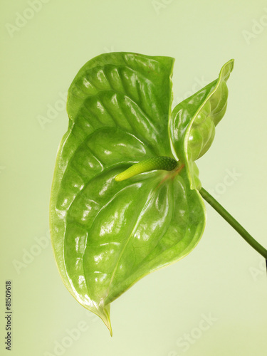Green anthurium flower