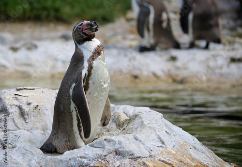 Humboldt Penguin on the stone photo