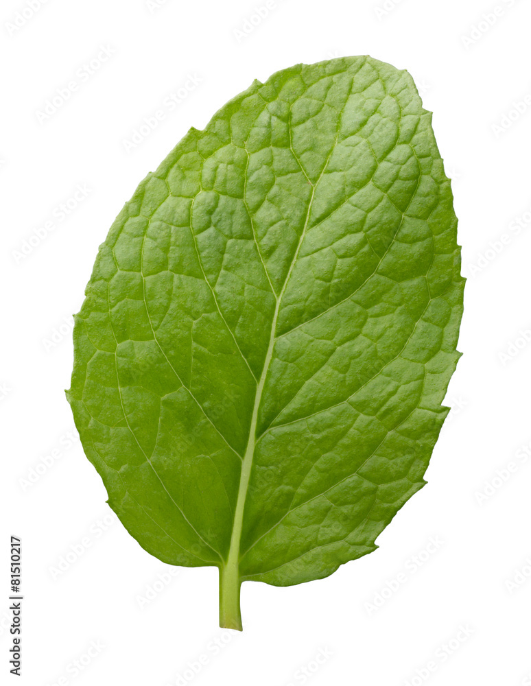 Obraz premium Single Fresh Mint Leaf