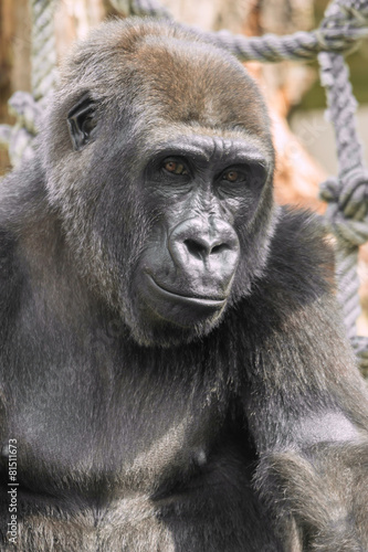 Young gorilla portrait