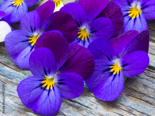beautiful wild violets