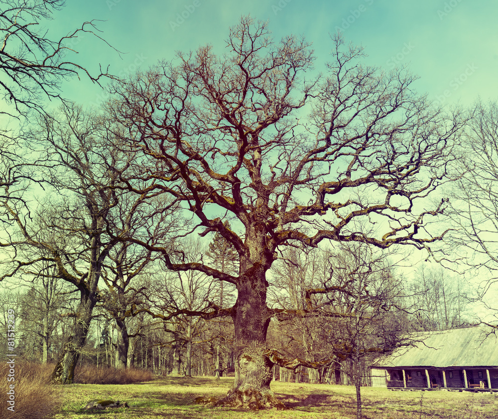 Old oak tree, park in vicinity of Cesis, Latvia Old oak tree, park in vicinity of Cesis, Latvia
