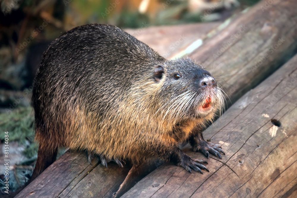 Nutria Nutria