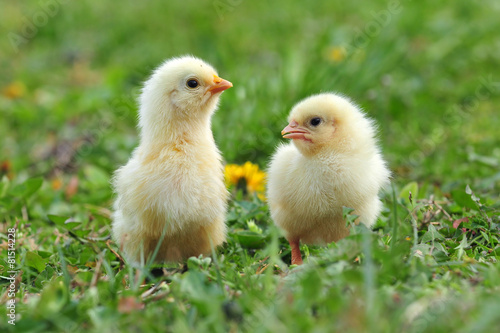 Obraz na płótnie Dwie młode kury