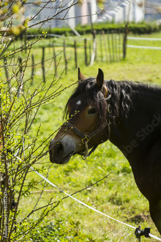 Caballo VII