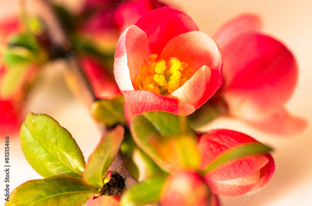 Fototapeta premium spring flower