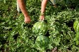farmer harvested watermelons