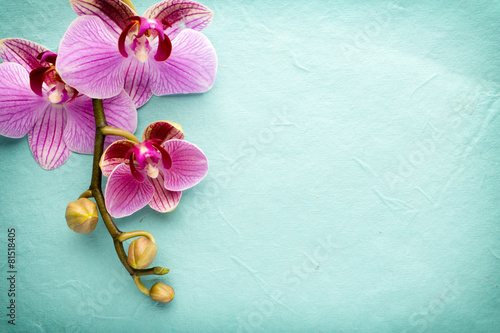 Fototapeta Naklejka Na Ścianę i Meble -  Orchid flower.