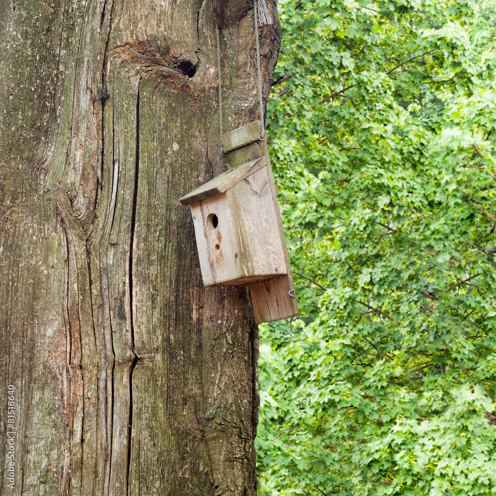 Nesting Box on a tree