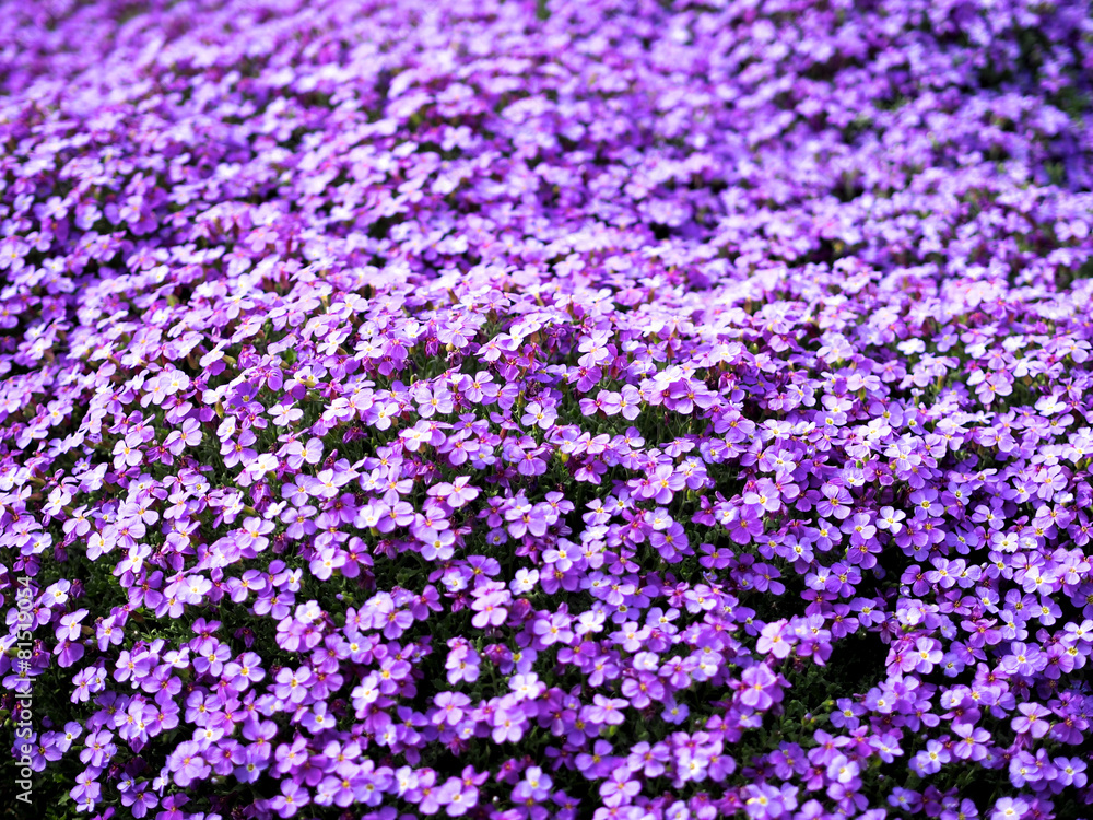 Mauerblümchen Stock Photo | Adobe Stock