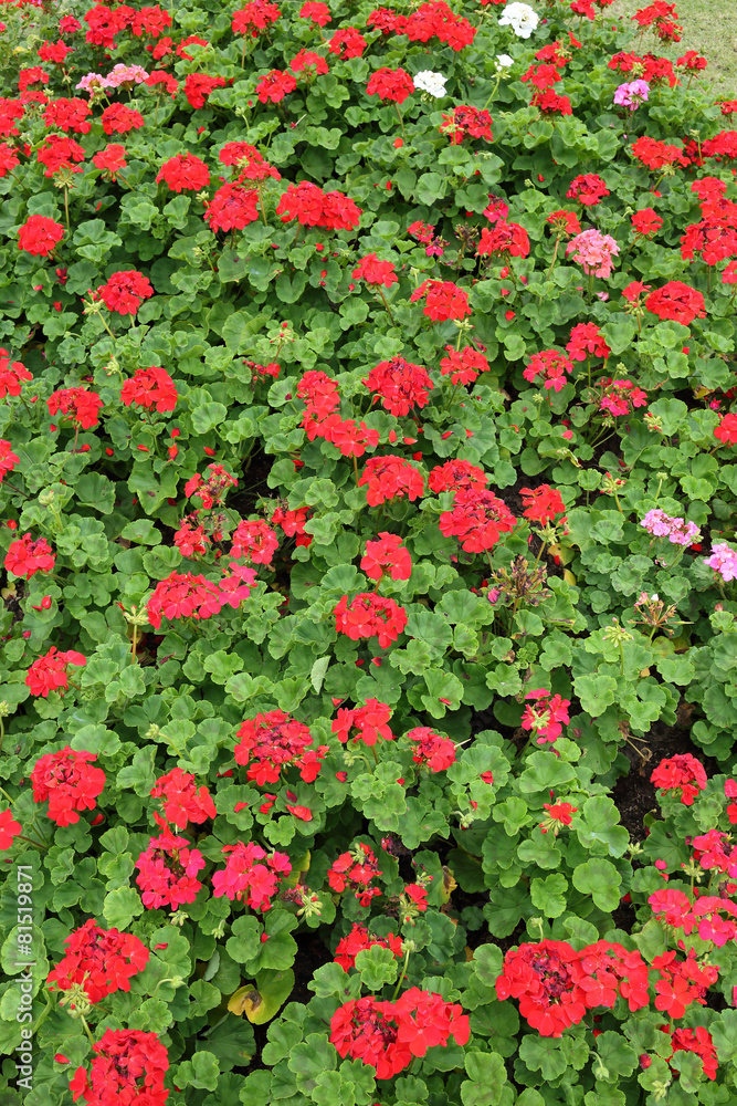 red flowers in green garden