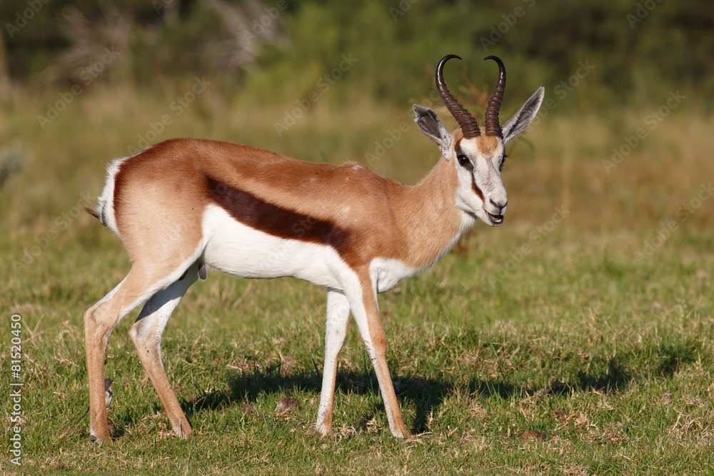 Springbok Antelope Springbok Antelope
